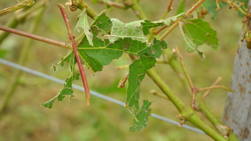 Indemnisation des pertes de fonds des calamités agricoles pour les intempéries du printemps 2023