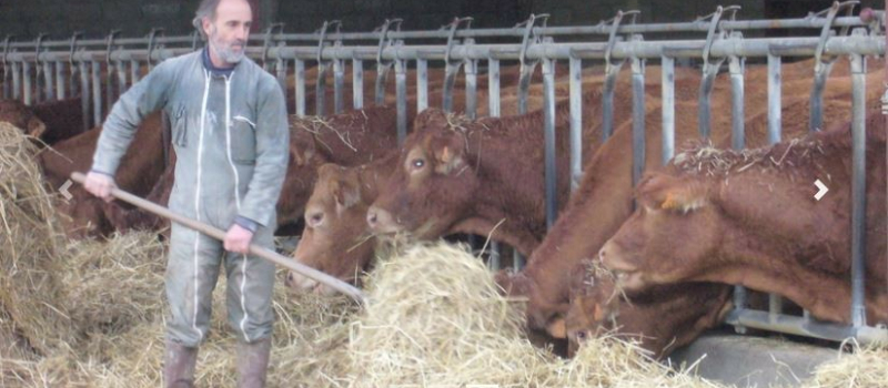 Maladie Hémorragique Epizootique : La filière élevage gersoise a fait le point  jeudi 11 janvier sur les conséquences de cette maladie