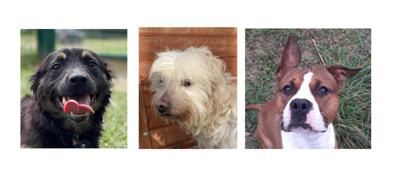 Deux jeunes chiens et un doyen cette semaine !