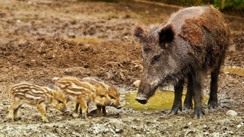 Des chiens victimes de la maladie du sanglier en Astarac