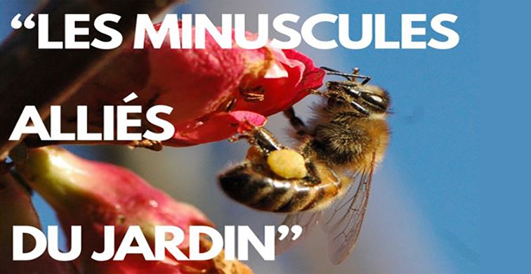 les minusciles.JPG