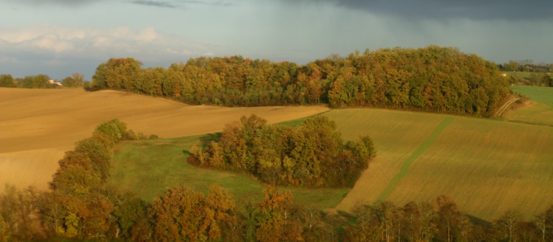 Arbre et paysage 32 : lancement des webinaires Territoires en transition