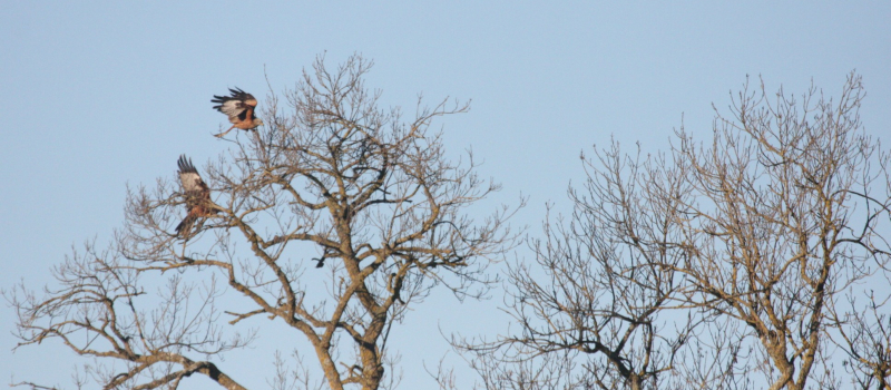 Le Milan royal : un rapace indicateur de biodiversité