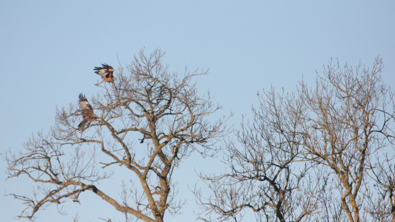 Le Milan royal : un rapace indicateur de biodiversité