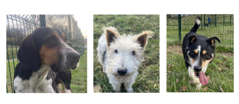 A l'honneur, Billy, Lilou et Djoy, les trois nouveaux de la SPA !