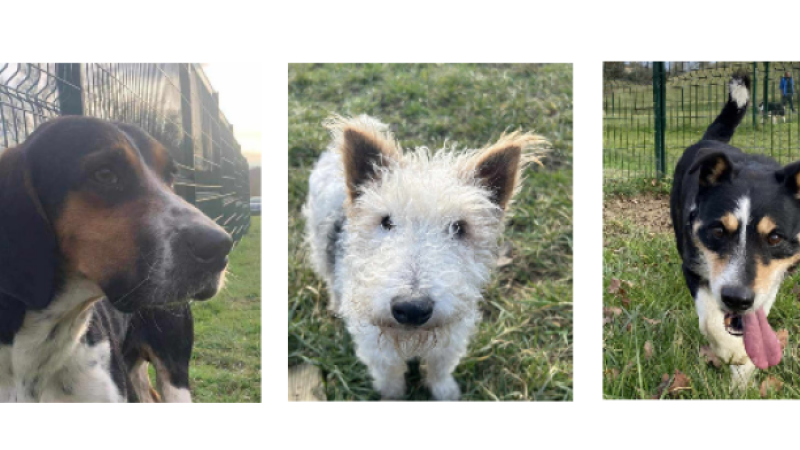 A l'honneur, Billy, Lilou et Djoy, les trois nouveaux de la SPA !