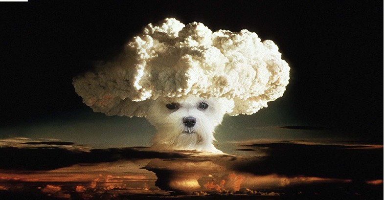 lectoure Robin Lopvet - DOGS.jpg