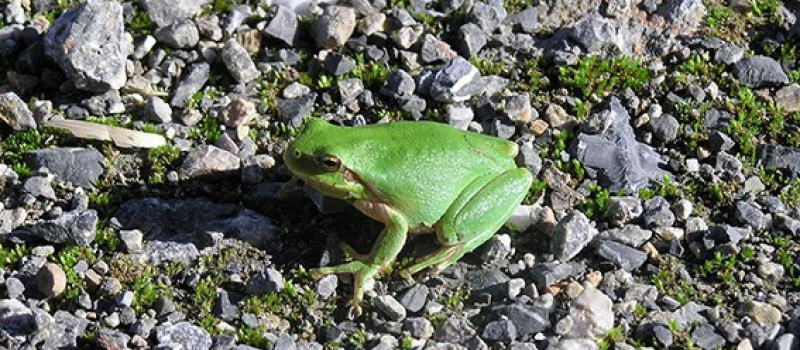 Devenez spécialiste des amphibiens