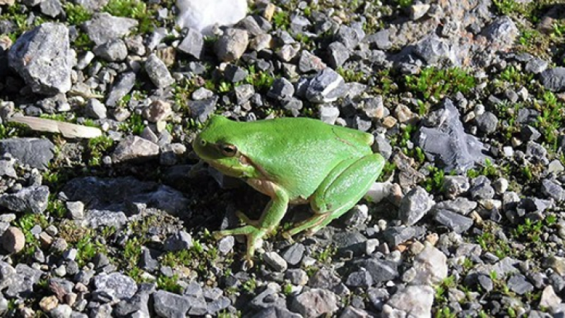 Devenez spécialiste des amphibiens