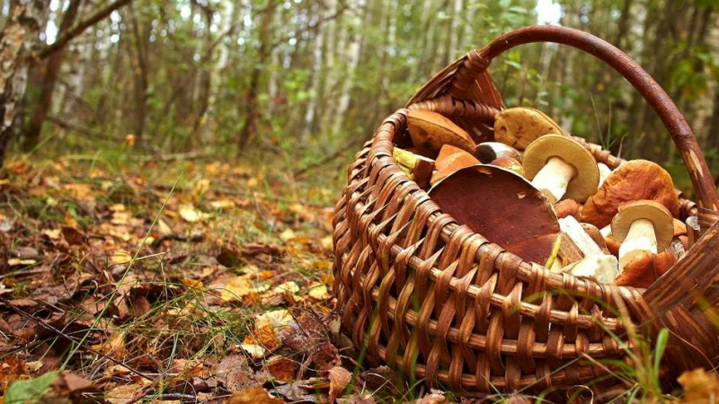 La guerre des champignons!