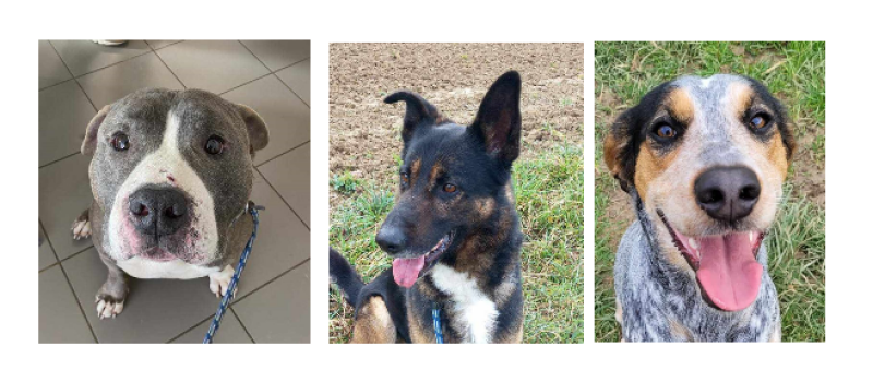 Trois nouveaux venus, trois véritables  "nounours" dont une adoption SOS  !