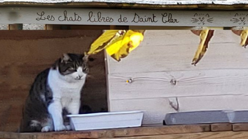Assemblée Générale de l' association " Les Chats libres de Saint-Clar "