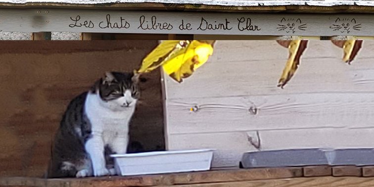 chats st clar.JPG