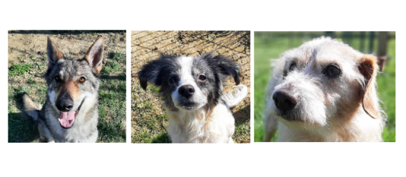 A la une cette semaine, la belle Maiyun et deux adoptions SOS, Shiva et Noupi !