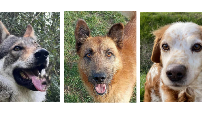 Deux jeunes chiens et un doyen à la une cette semaine !