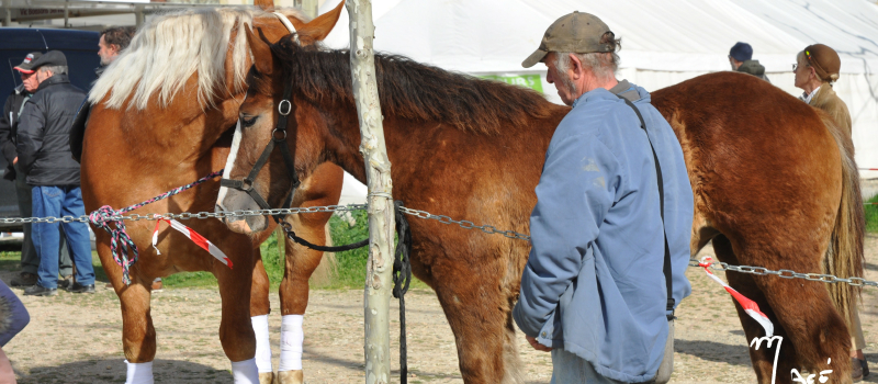 La foire aux chevaux est de retour !