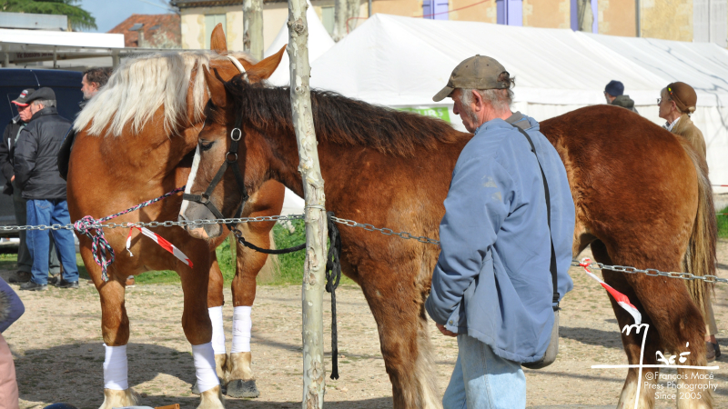 La foire aux chevaux est de retour !