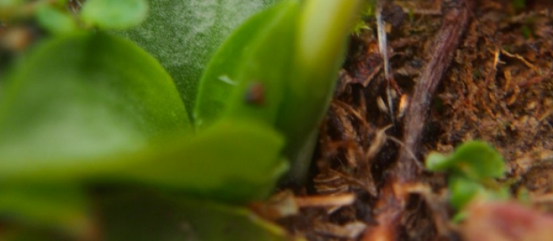 CPIE Gersois : Tout sur la permaculture