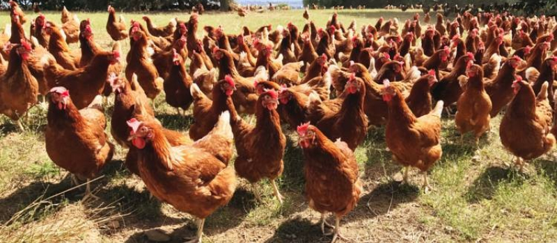 Sauvetage de poules !