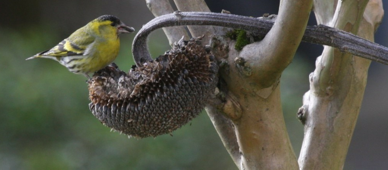 A la recherche de l’arbre nourricier...