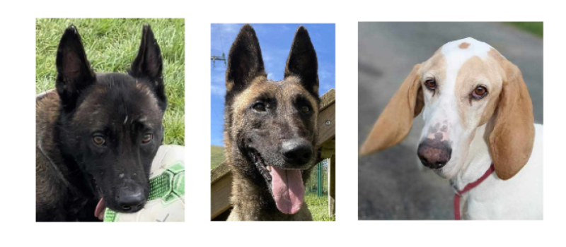 Rex et Roxy, deux Malinois Lof et Ringo, un Porcelaine, sont les stars de la semaine !