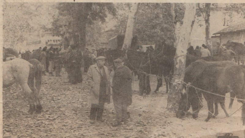 Foires aux chevaux : des histoires de chevaux rétifs...