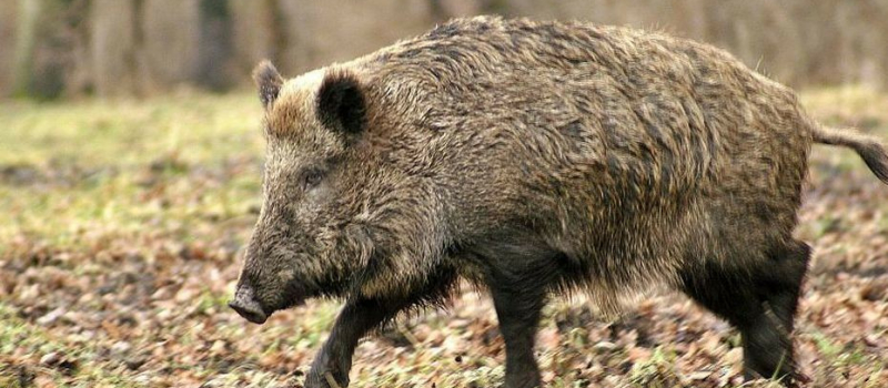Chasse : les actions de l'Etat pour protéger les cultures contre les dégâts de gibier