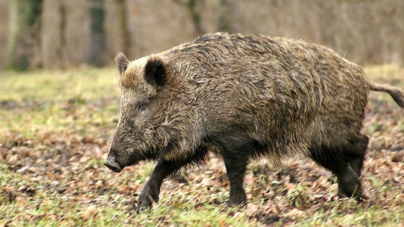 Chasse : les actions de l'Etat pour protéger les cultures contre les dégâts de gibier
