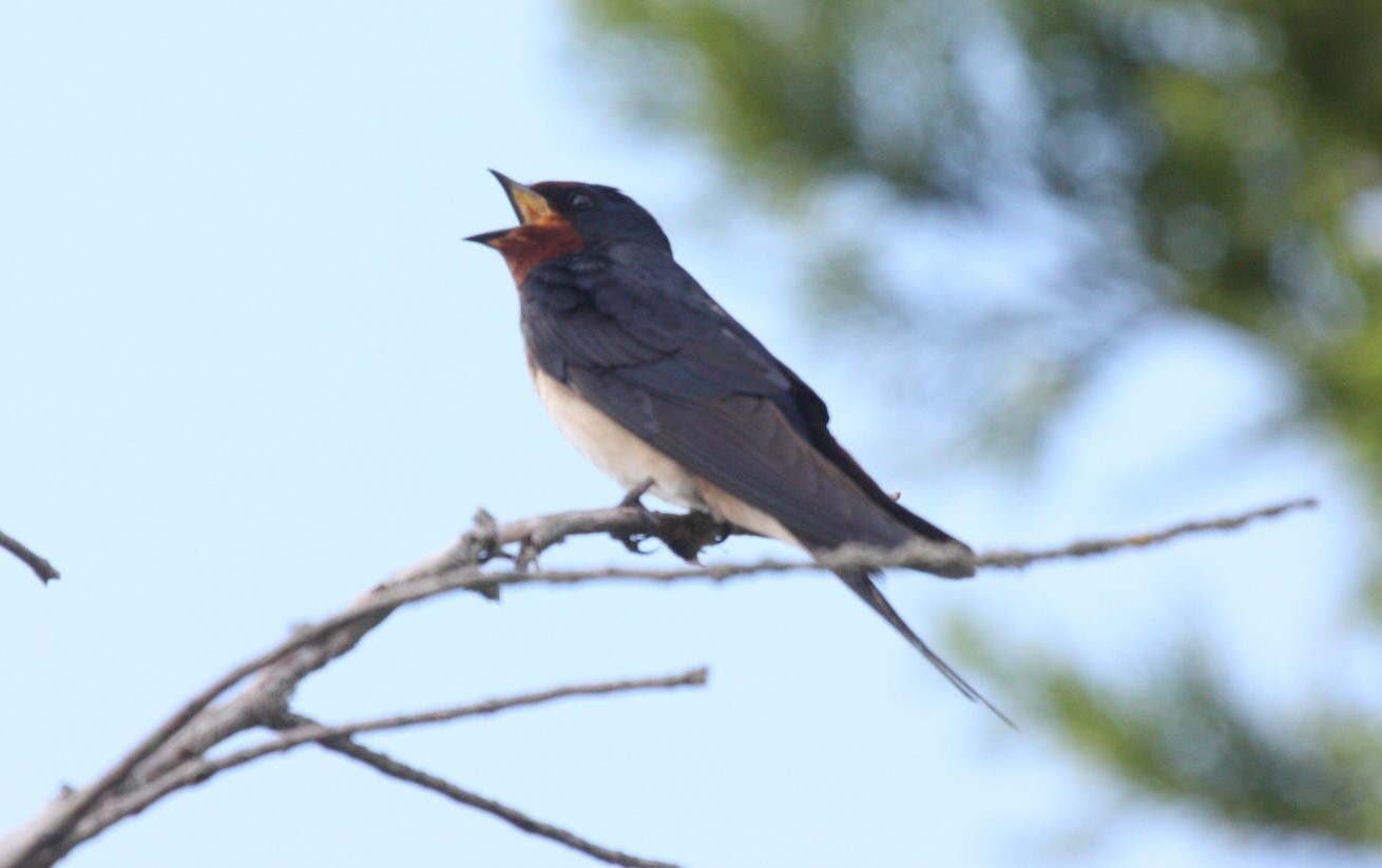 Hirondelle rustique.JPG