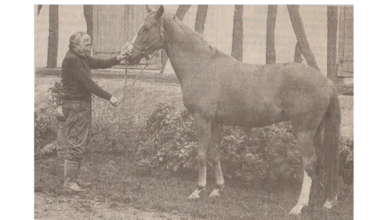 Fête du cheval : "Faire du cheval, c'est d'abord l'aimer"...