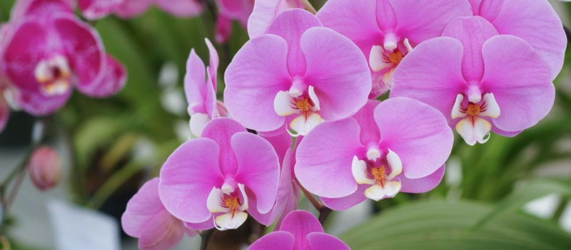 "Journée fleurs" de l'ADMR sur le marché