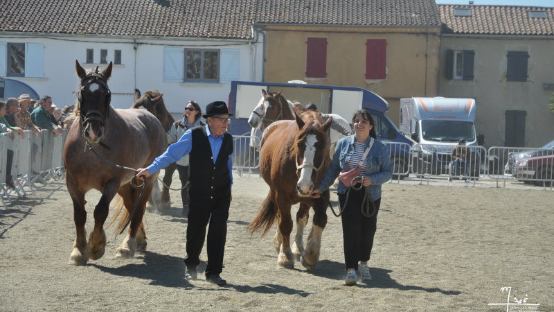 50e foire aux chevaux: belle réussite de la nouvelle formule!
