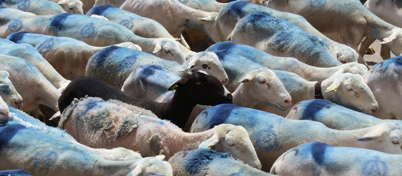 Les Quarantapes en transhumance