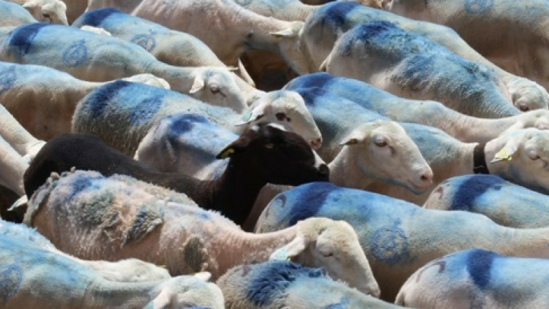 Les Quarantapes en transhumance