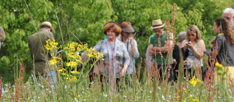 A Moncassin pour (re)découvrir les pollinisateurs