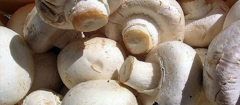 Des tonnes de champignons de Paris dans un abri atomique!