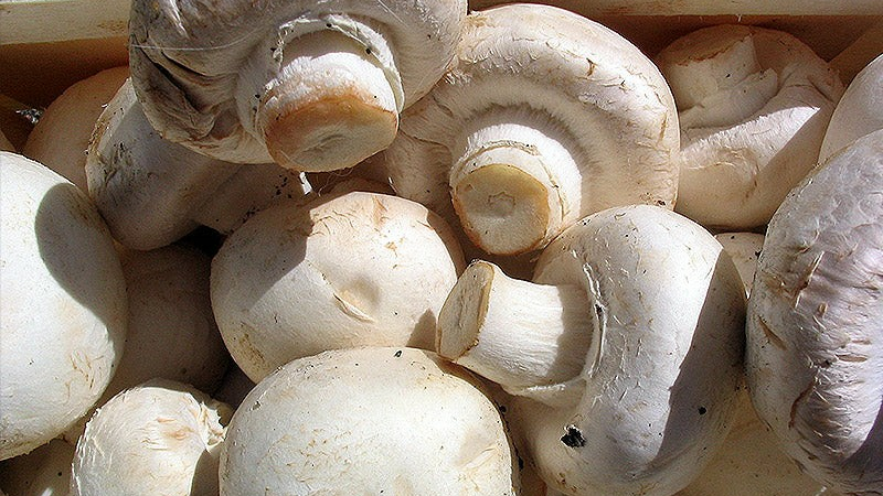 Des tonnes de champignons de Paris dans un abri atomique!