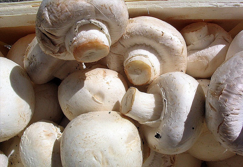 Champignons-Paris-blancs-coupes.jpg