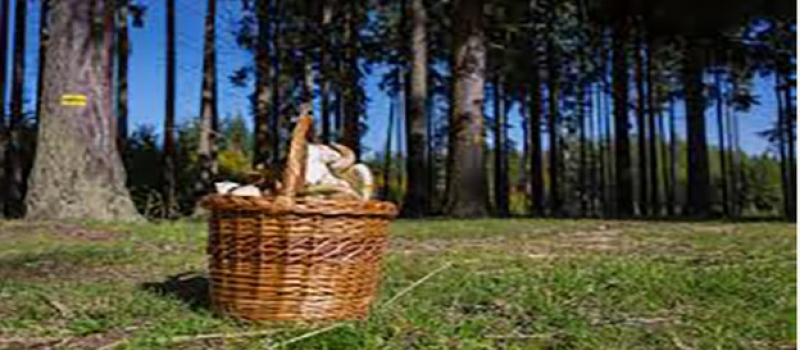 Chasseurs de champignons la saison commence !