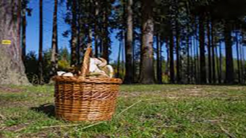 Chasseurs de champignons la saison commence !
