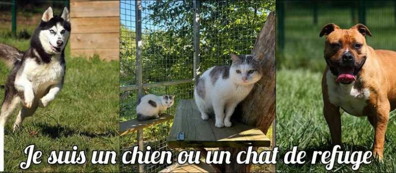 Journée nationale de l'adoption des animaux en refuge