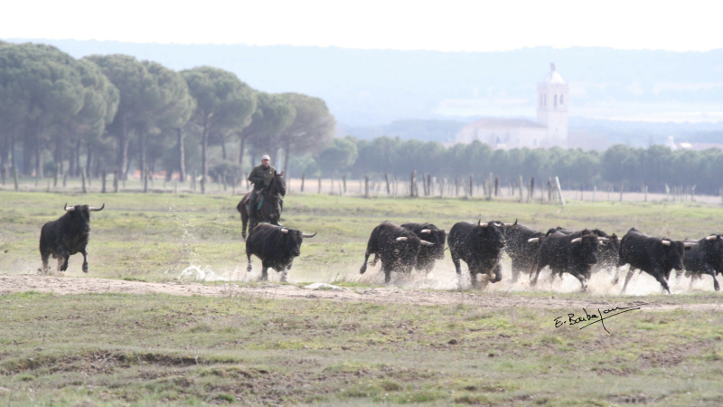 Feria 2024 : focus sur la novillada du samedi matin