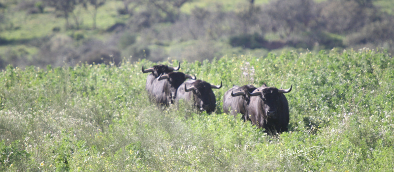 Feria del Toro 2024 : les Cuadri pour la corrida du samedi