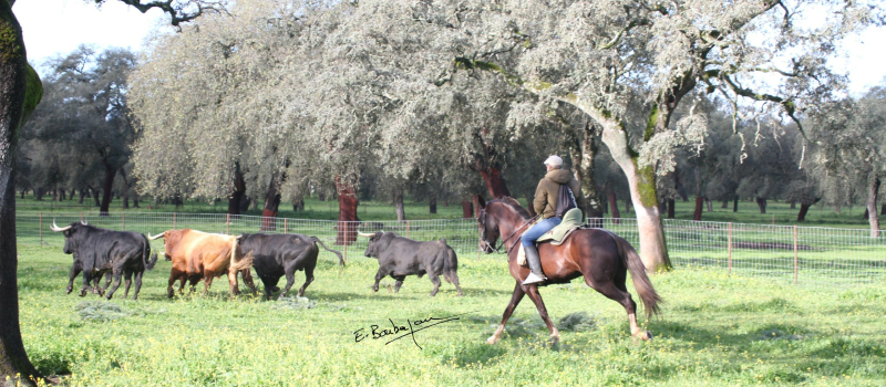 Feria del Toro 2024 : des Dolores Aguirre pour le dimanche soir