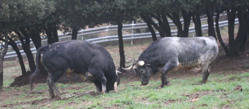 Feria del Toro 2024 lundi : novillada non piquée à 11 h et Los Maños à 17 h