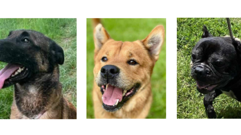 Les trois nouveaux venus de la semaine, Roxanne, Big Chow et Marley !