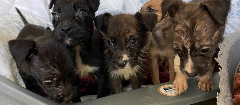Cinq chiots abandonnés sur une aire de repos : la colère de la SPA