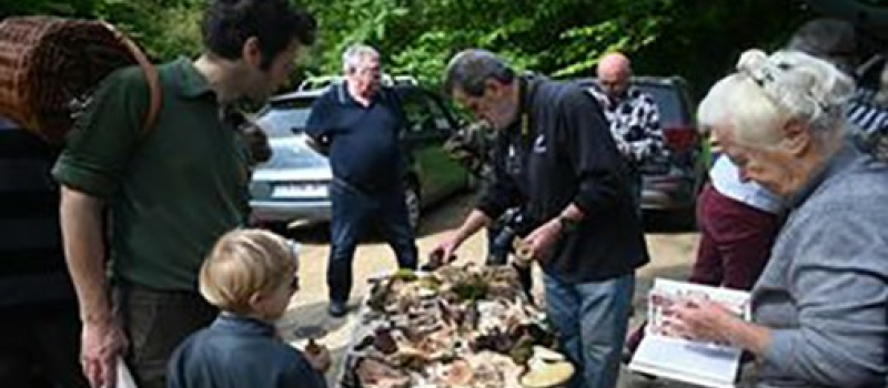 Les champignons étaient au rendez-vous