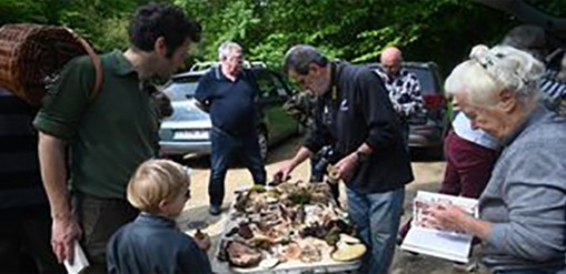 sgm champignons 3.jpg
