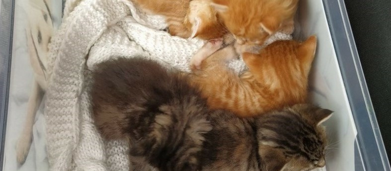 Cinq chatons abandonnés au pied des containers à poubelles